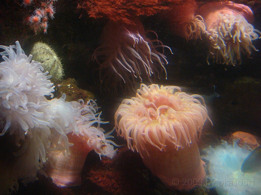 Baltimore [2009 July 02] 249.JPG - Scenes from Baltimore's Inner Harbor.